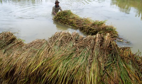 Sawah terendam banjir (ilustrasi)