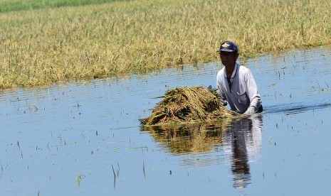 Petani memanen padi di persawahan yang terendam banjir di Desa Podoroto, Kecamatan Kesamben, Jombang, Jawa Timur, Jumat (3/5/2019).