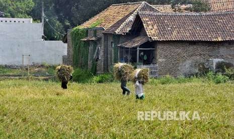 Petani memanen padi di sawah yang telah berubah menjadi area perumahan di Cipocok, Serang, Banten, Selasa (4/9). Dinas Pertanian setempat mencatat dalam setahun sekitar 1.600 hektar sawah dari 48.105 hektar sawah yang ada berubah fungsi menjadi lahan hunian atau kawasan industri sehingga lahan pertanian semakin menyempit dan terancam habis.