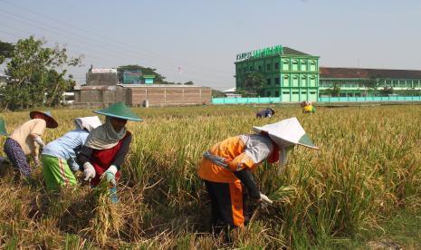 Petani memanen padi di sebuah sawah di samping gedung sekolah dan perkantoran di Paron, Ngawi, Jawa Timur, Senin (3/8/2020). Dinas pertanian setempat mencatat luas lahan pertanian di kawasan lumbung padi tersebut berkurang dari 50.550 hektare menjadi 50.197 hektare karena beralih fungsi menjadi perumahan, industri dan infrastruktur sehingga berdampak pada menurunnya produksi gabah dan dikhawatirkan mengganggu tingkat ketahanan pangan.