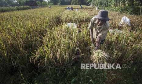 Petani memanen padi dikawasan Seyegan, Sleman, DI Yogyakarta (ilustrasi).