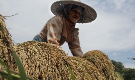 Petani memanen padi gogo di sawah tadah hujan di Kampung Petir, Warunggunung, Lebak, Banten. (ilustrasi).