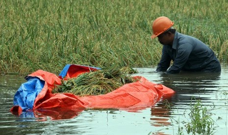 Petani memanen padi yang terendam banjir 