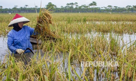 Petani memanen padi yang terendam banjir. Total sawah yang terendam banjir pada Februari di Kecamatan Kandanghaur, Indramayu, lalu ada 3.231 hektare. 