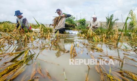 Lahan pertanian di Desa Rawabelut, Cianjur, gagal panen karena pergerakan tanah (Foto: ilustrasi)