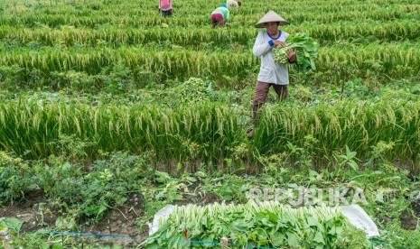 Petani memanen sawi di areal persawahan sistem tumpang sari (polyculture) di Desa Kedungori, Dempet, Demak, Jawa Tengah, Jumat (26/1)