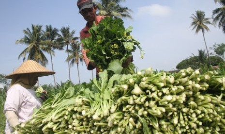 Petani memanen sawi di salah satu sentra penghasil sayuran di Malang, Jawa Timur (ilustrasi)..