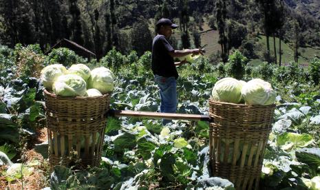 Petani memanen sayur kubis di Desa Ngadisari, Probolinggo, Jawa Timur, Sabtu (5/9). Peneliti Center for Indonesian Policy Studies (CIPS) Galuh Octania mengingatkan bahwa pandemi Covid-19 berdampak kepada semakin parahnya kondisi pelaku usaha sektor pertanian. 