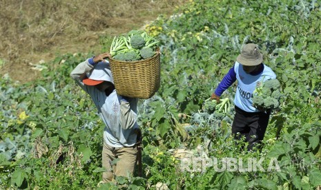 Petani memanen sayuran brokoli di perkebunan di Desa Ciburial, Kecamatan Cimenyan, Kabupaten Bandung, Rabu (3/8). (Mahmud Muhyidin)