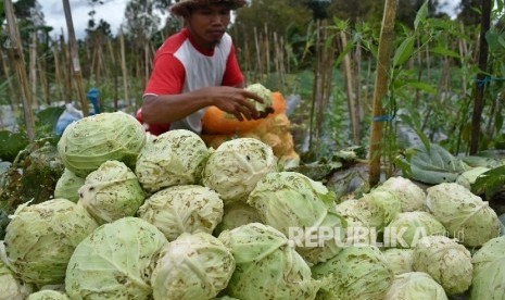 Petani memanen sayuran kubis yang terserang hama ulat tritip (Plutella maculipennis) di salah satu lahan pertanian di Getasan, Kabupaten Semarang, Jawa Tengah, Kamis (2/2)