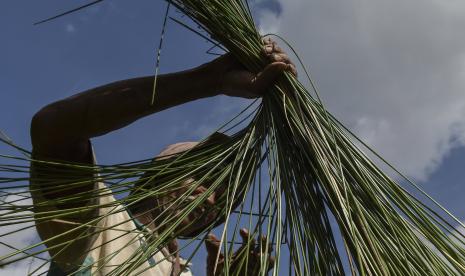 Petani memanen tanaman mendong di Kampung Cikadung, Kabupaten Tasikmalaya, Jawa Barat, Jumat (5/8/2022). Presiden Jokowi menegaskan kembali pentingnya menjaga pasokan pangan di Tanah Air karena adanya krisis pangan yang sedang melanda sejumlah negara di dunia.