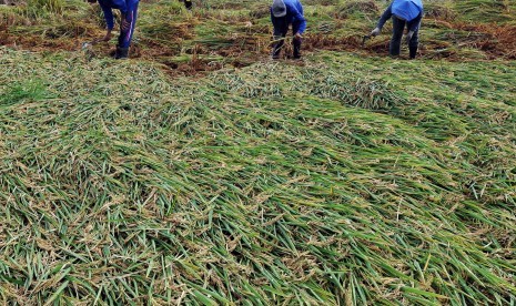 Petani memanen tanaman padi yang ambruk di persawahan Desa Capursari, Bulu, Temanggung, Jawa Tengah, Kamis (25/2)