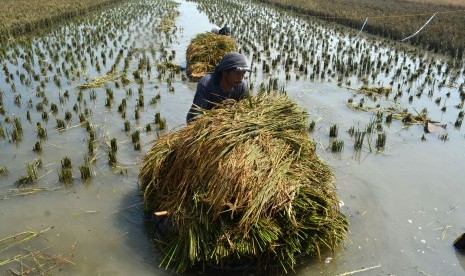 Petani memanen tanaman padi yang terendam banjir (ilustrasi).