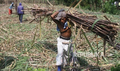 Petani memanen tebu untuk dikirim ke pabrik gula, di Ngawi, Jawa Timur, Senin (21/5). 