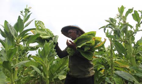 Petani memanen tembakau di Desa Karangpakis, Kecamatan Kabuh, Kabupaten Jombang, Jawa Timur, Jumat (30/9/2022). Harga tembakau saat ini mencapai Rp35 ribu per kilogram naik dibandingkan tahun lalu Rp28 ribu per kilogramnya. 