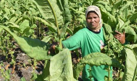 Petani memanen tembakau di Desa Ngale, Kecamatan Pilangkenceng, Kabupaten Madiun, Jawa Timur, Senin (24/9).