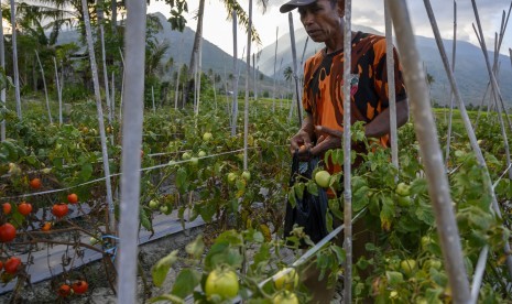 Petani memanen tomat di Desa Porame, Marawola, Sigi, Sulawesi Tengah, Sabtu (19/10/2019).