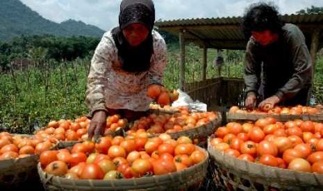 Petani tomat di tabanan mengalami kerugian akibat musim kering berkepanjangan..