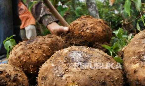 Petani memanen umbi porang, (ilustrasi). Kementerian Pertanian (Kementan) melalui Balai Karantina Pertanian Kelas I Banjarmasin mendorong tanaman porang di Kalimantan Selatan (Kalsel) bisa memenuhi ekspor.