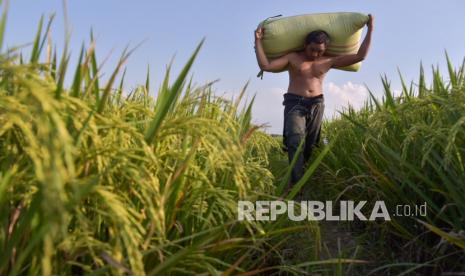 Petani memanggul karung yang berisi padi usai panen di Dusun Saiberas Sekata, Sunggal, Deli Serdang, Sumatera Utara, Kamis (23/9/2021). Berdasarkan data dari Kementerian Pertanian, realisasi Kredit Usaha Rakyat (KUR) pertanian per 20 September 2021 sebesar Rp56,3 triliun atau setara 80,48 persen dari target realisasi KUR tahun ini sebesar Rp70 triliun. 