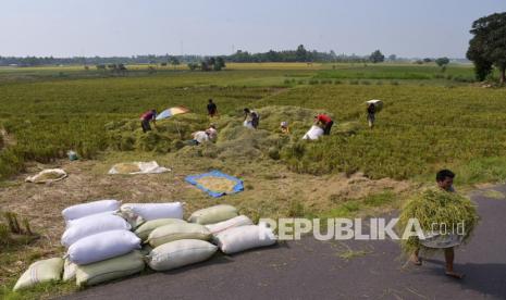 Kulon Progo Imbau Petani Tunda Jual Beras Sampai Harga Bagus (ilustrasi),