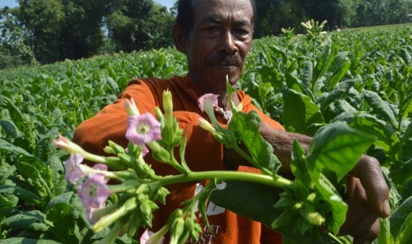 Petani memangkas bunga tembakau di Ngale, Pilangkenceng, Kabupaten Madiun, Jawa Timur.