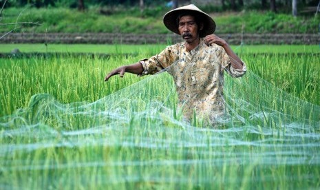 Petani memasang jala di salah satu lahan persawahan di kawasan Mluweh, Kabupaten Semarang, Jawa Tengah, Kamis (25/2)