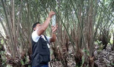 Petani memasang perangkap lalat di Magelang Jawa Tengah