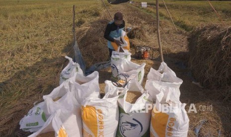 Petani memasukkan gabah hasil panenan ke dalam karung di Pakel, Tulungagung, Jawa Timur, Rabu (24/4). BPS mencatat, Nilai Tukar Petani nasional pada Mei sebesar 102,61 atau naik 0,38 persen dibanding dengan NTP bulan sebelumnya. 