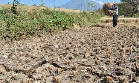 Petani membabat tanaman padinya yang rusak akibat kekeringan di Kabupaten Magetan, Jawa Timur, Jumat (28/6/2019).