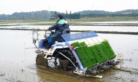 Petani membajak dan menanam benih padi (ilustrasi).  Nilai Tukar Petani (NTP) pada bulan Juni 2020 mengalami kenaikan yang cukup signifikan, yakni sebesar 99,60 oersen atau naik 0,13 persen dibanding NTP sebelumnya. 