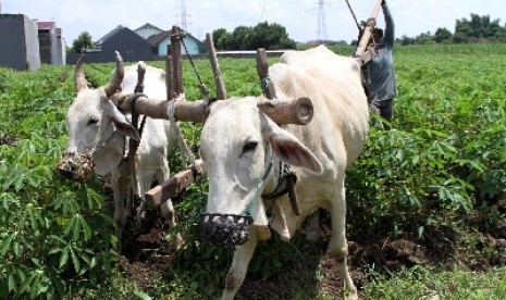 Petani membajak menggunakan sapi di lahan singkong di Desa Doko, Kediri, Kamis (19/2).