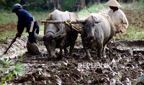 Petani membajak sawah menggunakan kerbau di lahan pertanian Kampung Sawah, Kabupaten Bogor, Jawa Barat, Selasa (19/9). Kementerian Pertanian berharap realisasi cetak sawah hingga akhir September 2017 ini sebesar 57.626 ha atau 80% dari target 72.033 ha sepanjang 2017,  selanjutnya agar dapat langsung ditanami dan akan dipanen pada Desember pada tahun yang sama.