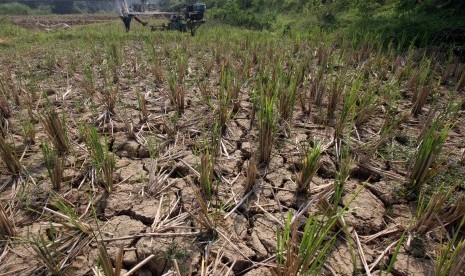 Petani membajak sawahnya yang mengalami kekeringan di Persawahan kawasan Citeureup, Bogor, Jawa Barat, Selasa (2/7/2019).