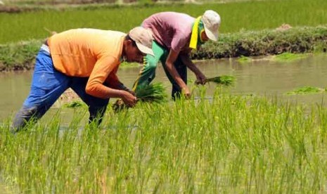 Petani membawa bibit padi untuk ditanam di persawahan.