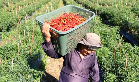 Petani membawa cabai merah saat panen di area perkebunan Desa Alue Raya, Kecamatan Samatiga, Aceh Barat, Aceh, Sabtu (6/4/2019). 