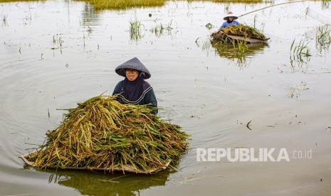 Petani membawa padi yang terendam banjir di areal persawahan Desa Karangligar, Karawang, Jawa Barat, Ahad (29/12/2019). (ilustrasi)