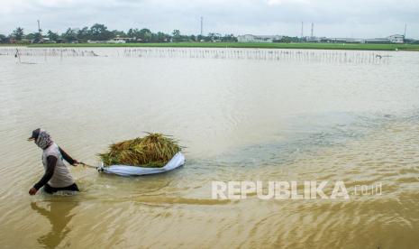 Sawah kebanjiran, ilustrasi