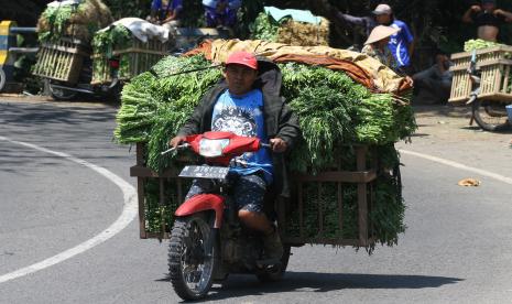 Petani membawa sayur hasil panen untuk dijual di sentra pasar sayur tradisional (ilustrasi). Kementerian Pertanian tengah menyiapkan 130 kawasan koporasi petani tanaman pangan untuk meningkatkan skala bisnis pertanian di perdesaan. 