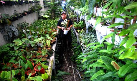 Petani membawa tanaman hias (ilustrasi). Berdasarkan data IQFAST (Indonesia Quarantine Full Automation System) dari Badan Karantina Pertanian, Kementerian Pertanian, selama periode enam bulan pertama 2022, jumlah tanaman hias yang diekspor dari Banjarmasin, Kalimantan Selatan sebanyak 677 tanaman.