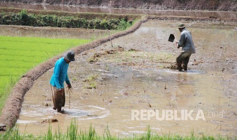 Petani membenamkan jerami sisa panen ke dalam lumpur untuk menyuburkan tanah, di Wanayasa, kabupaten Purwakarta, belum lama ini. Mumpung masih adanya hujan dan air yang mencukupi, para petani mempercepat tanam sebelum kemarau tiba. (Republika/Edi Yusuf)