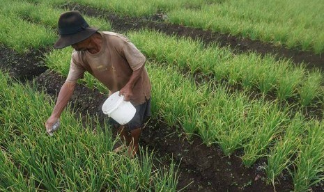 Petani memberi pupuk pada tanaman bawang di Desa Gunting, Sukorjo, Pasuruan, Jatim.