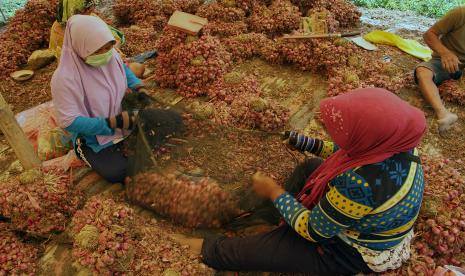 Petani membersihkan hasil panen bawang merah.