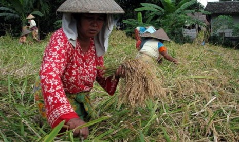 Petani memenan beras ketan