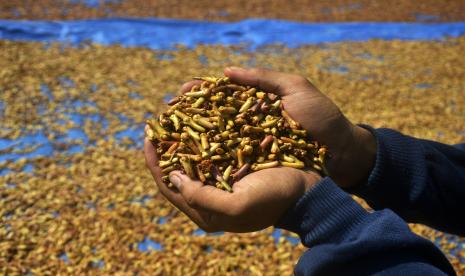 Pencuri cengkih di gudang produksi tembakau PT Anak Sakti di Kecamatan Pakisaji, Kabupaten Malang telah ditangkap. 