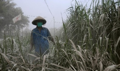 Petani memeriksa kebun tebu miliknya di kawasan Wates, Kulon Progo, Yogyakarta, Sabtu (15/2).