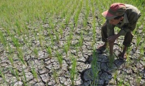 Petani memeriksa sawah yang kering akibat kekurangan pengairan