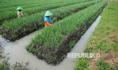 Petani memeriksa tanaman bawang merah di area persawahan Desa Larangan, Kecamatan Larangan, Brebes, Jawa Tengah, Senin, (11/4). (Republika/Agung Supriyanto)