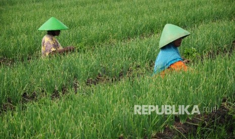 Petani memeriksa tanaman bawang merah di area persawahan Desa Larangan, Kecamatan Larangan, Brebes, Jawa Tengah, Senin, (11/4). (Republika/Agung Supriyanto)