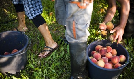 Petani memetik buah peach dari pohonnya.